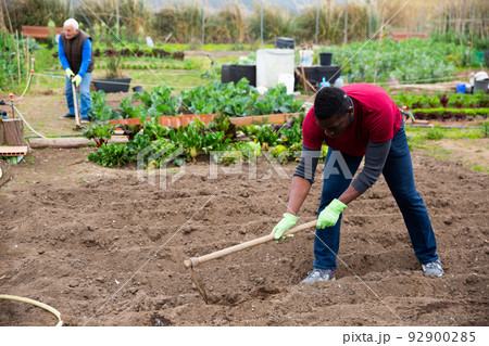 African american man gardener with mattock working in garden African american man gardener with mattock working in garden 92900285
