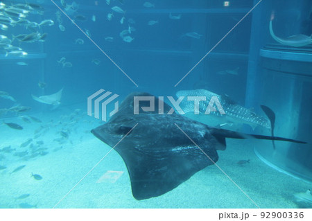 大阪天保山の海遊館 大阪天保山の海遊館 92900336