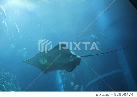 大阪天保山の海遊館 大阪天保山の海遊館 92900474