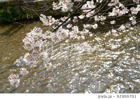 哲学の道　桜満開 92900701