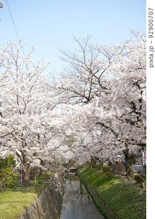 哲学の道　桜満開 92900707