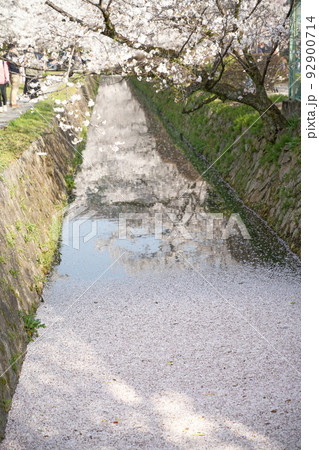 哲学の道　花筏 92900714