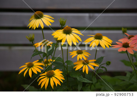 echinacea coneflower flower blooming garden yellow botany echinacea coneflower flower blooming garden yellow botany 92900753