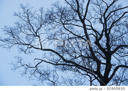 雪の降る支笏湖の風景 雪の降る支笏湖の風景 92900830