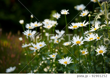 Daisy flowers growing in a lush green backyard garden in summer. White marguerite flowering plant blooming on a green field in spring. Flower blossoming on a field or park in the countryside 92901252