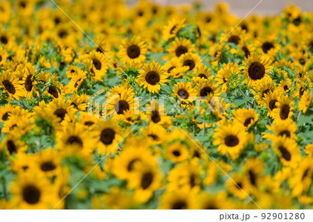 背丈の低いひまわりたち 92901280