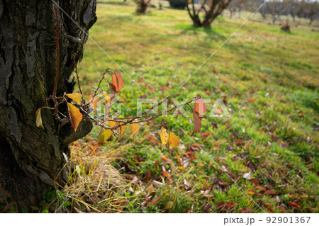 木の根元の方に生えている枝と紅葉 木の根元の方に生えている枝と紅葉 92901367