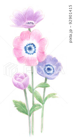 水彩画：3月の花のイラスト素材 [92901415] - PIXTA