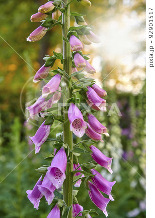 Purple common foxgloves growing in green home garden with lens flare or bokeh background. Closeup of digitalis purpurea flowers blooming in landscaped backyard as horticulture, medicinal herbal plant Purple common foxgloves growing in green home garden with lens flare or bokeh background. Closeup of digitalis purpurea flowers blooming in landscaped backyard as horticulture, medicinal herbal plant 92901517