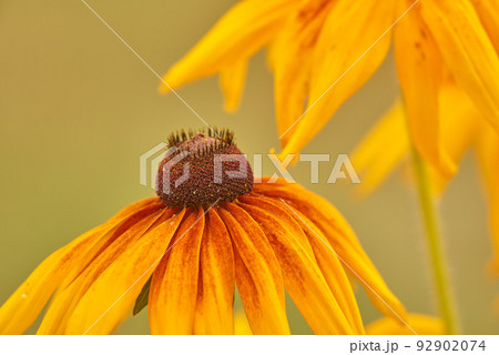 Vibrant yellow black eyed susan flowers growing, flowering against bokeh background in home garden. Closeup of coneflower or rudbeckia hirta blooming as medicinal herbal plants in landscape backyard Vibrant yellow black eyed susan flowers growing, flowering against bokeh background in home garden. Closeup of coneflower or rudbeckia hirta blooming as medicinal herbal plants in landscape backyard 92902074
