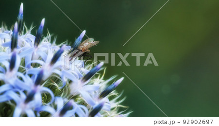 Closeup of a delia antiqua fly feeding of blue globe thistle flower in private or secluded home garden. Textured detail of blossoming echinops, bokeh copy space background and insect or pest control Closeup of a delia antiqua fly feeding of blue globe thistle flower in private or secluded home garden. Textured detail of blossoming echinops, bokeh copy space background and insect or pest control 92902697