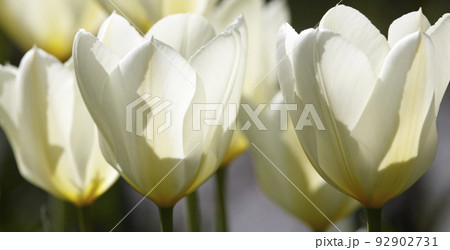 Closeup of white Tulips on a sunny day. Zoom in on seasonal flowers growing in a calm field or garden. Macro details, texture and natures pattern on petals in a zen meadow or garden 92902731