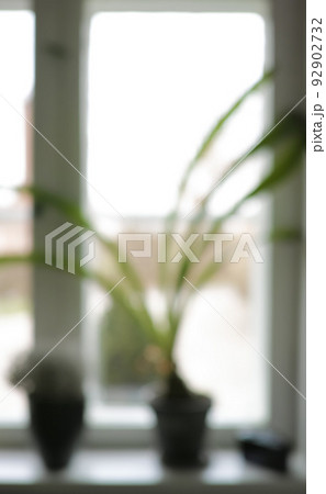 Old window. Defocused fresh plant on a Windowsill with copy space. Beautiful flowers against soft sunlight in a house. Decorative shoots and leaves adding zen and beauty a modern corner space. 92902732