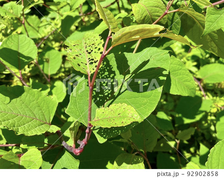 太陽の光を浴びて葉の影が葉の上にできている/The leaves 92902858