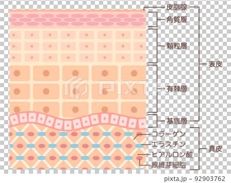 Skin structure with name 92903762