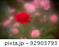 バラの花は「愛」と「美」の象徴として愛されている 92903793