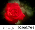 バラの花は「愛」と「美」の象徴として愛されている 92903794