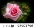 バラの花は「愛」と「美」の象徴として愛されている 92903796