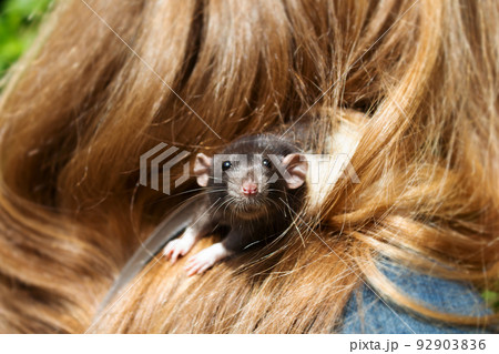 Gray rat sitting on her owners shoulder. Gray rat sitting on her owners shoulder. 92903836