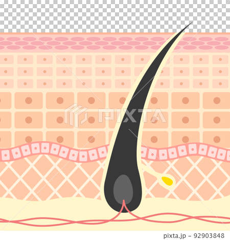 illustration of hair root 92903848
