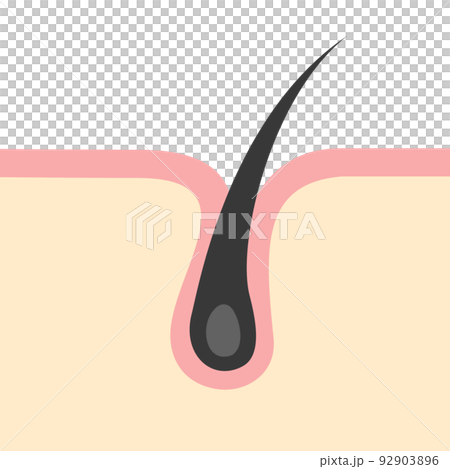 簡單髮根的圖像說明 92903896