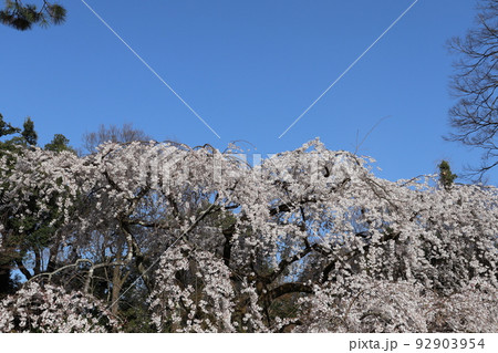 京都御所の枝垂れ桜 92903954