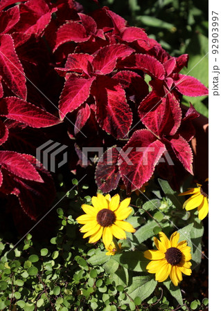 コリウスとルドベキアの花寄せ植え コリウスとルドベキアの花寄せ植え 92903997
