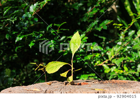 切り株から生える新芽、成長、イメージ素材 92904015
