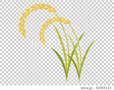 大米圖標 大米圖標 92904114