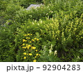 高山植物　白馬岳登山 92904283