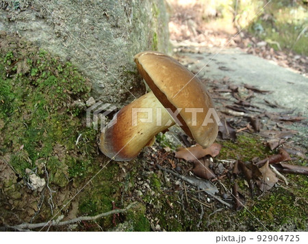 里山 里山 92904725