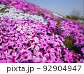 芝桜 92904947
