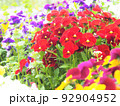 お花 92904952