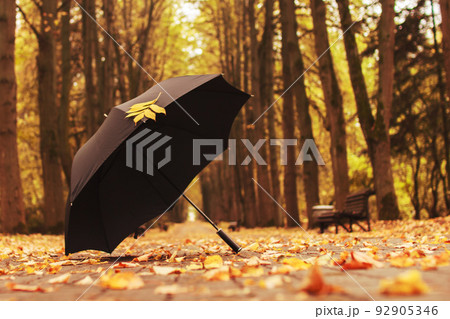 umbrella with an autumn leaf in the alley in the park umbrella with an autumn leaf in the alley in the park 92905346