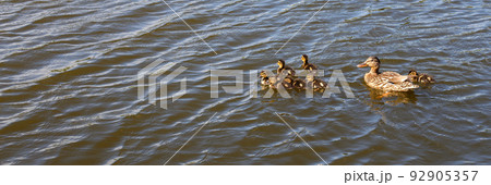 Mother duck with her beautiful, fluffy ducklings swimming together on a lake. Wild animals in a pond Mother duck with her beautiful, fluffy ducklings swimming together on a lake. Wild animals in a pond 92905357