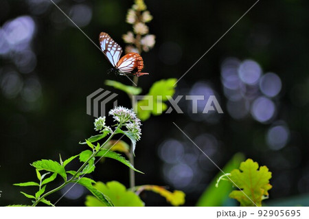 ヨツバヒヨドリの花に向かって飛翔中のアサギマダラ ヨツバヒヨドリの花に向かって飛翔中のアサギマダラ 92905695