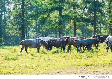 牧場の草を食べる馬の群れ 92906021