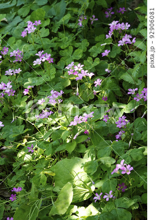 木漏れ日が当たるムラサキカタバミのピンクの花 木漏れ日が当たるムラサキカタバミのピンクの花 92906081