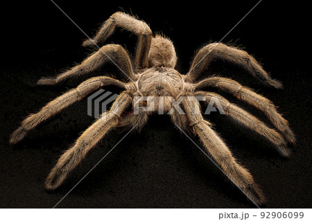 Australian Tarantula Also Known As A Whistling Spider Australian Tarantula Also Known As A Whistling Spider 92906099