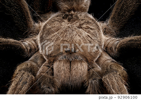 Australian Tarantula Also Known As A Whistling Spider 92906100