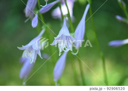 ギボウシ(擬宝珠)の花 ギボウシ(擬宝珠)の花 92906520