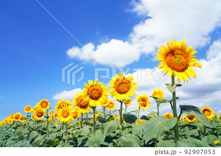 ひまわり9663 92907053