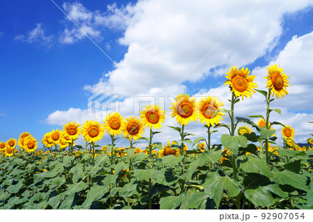 ひまわり9671 ひまわり9671 92907054