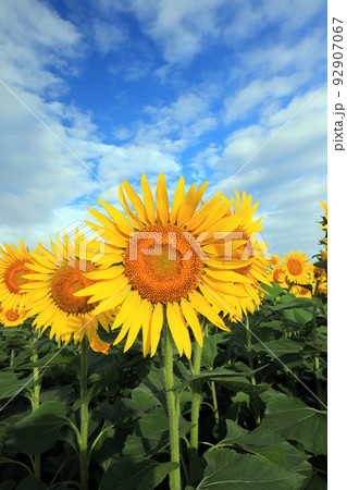 ひまわり456の写真素材 [92907067] - PIXTA