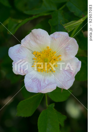 Close-up view of a rose hip flower. The fruits and flowers of this shrub have healing effects. 92907083