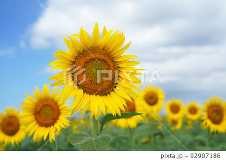 ひまわり9604 ひまわり9604 92907186