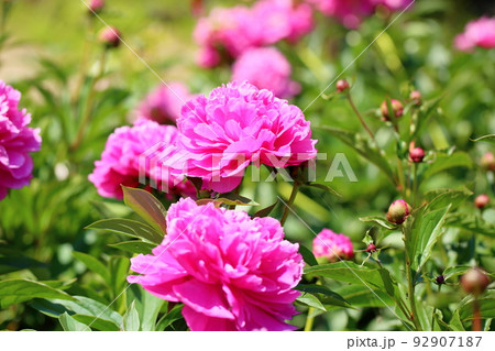 シャクヤクの花 92907187