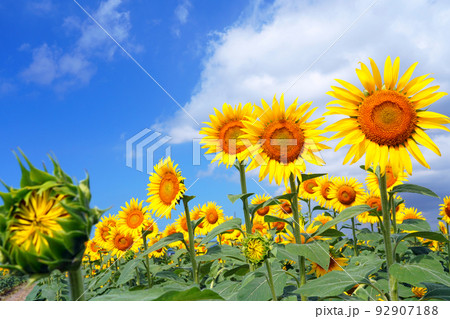 ひまわり9609 92907188