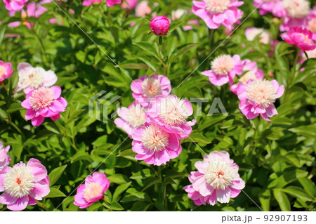 シャクヤクの花 シャクヤクの花 92907193