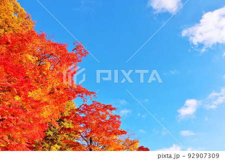 秋の青空と紅葉 秋の青空と紅葉 92907309